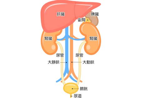 脾臓 - Spleen - JapaneseClass.jp