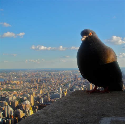 New York City Pigeon by ISinNJ on DeviantArt
