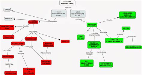 Sistema Respiratorio Mapa Conceptual Del Tema Kulturaupice Porn Sex