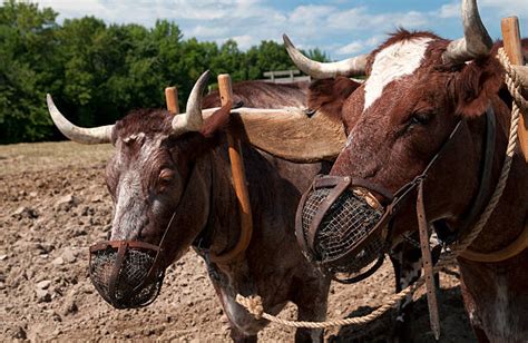 Oxen Yoke Stock Photos, Pictures & Royalty-Free Images - iStock