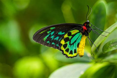 Rainforest Butterflies | Photos & Info | Thinkjungle.com