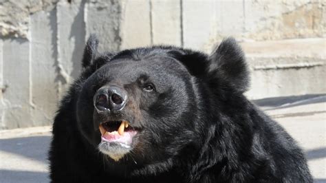 Белогрудый уссурийский, гималайский медведь (Ursus thibetanus ...