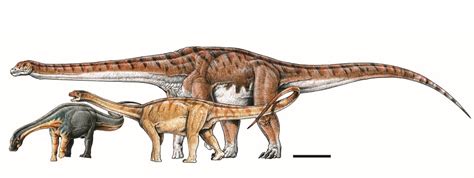 gigantic dinosaur unearthed  argentina    largest animal