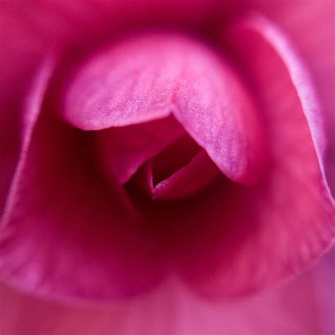 Im Genes De Flor Vagina Descarga Gratuita En Freepik