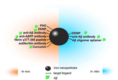 Frontiers Application Of Iron Oxide Nanoparticles In The Diagnosis