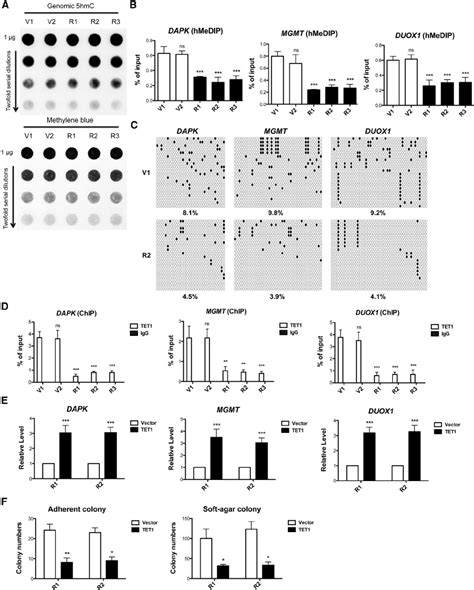 Reduction of TET1 and 5hmC Is Responsible for KRAS-Mediated DNA ...