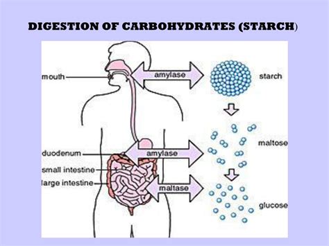 Ppt Adipocytes And Leptin Powerpoint Presentation Free Download Id