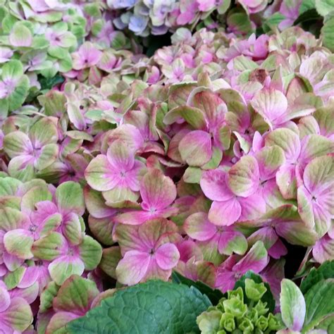 Hydrangea Macrophylla Magical Amethyst Hortensia à Fleurs Changeantes