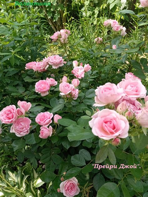 Роза «Park rose Prairie Joy». «Прейри Джой». | Валентина | Дзен