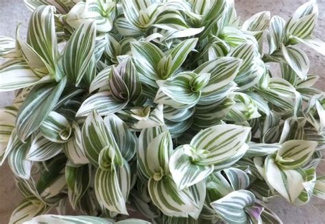 Традесканция комнатная. Советы и рекомендации по содержанию растения ...