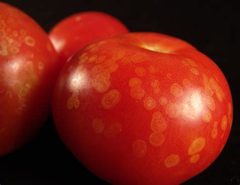 Gray Mold of Tomato | Scouting Guides for Problems of Vegetables