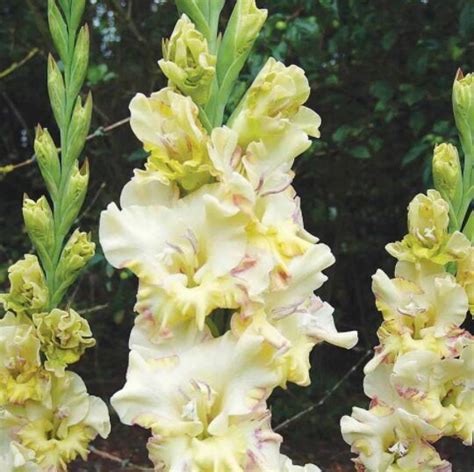 Купить луковицы гладиолусов из питомника "КСП" – доставка почтой, СДЭК ...