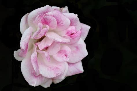 Foto gratis: fiore, rosa selvatica, petalo, rosa, tenebre, pianta, fiore