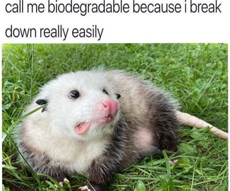 A Depresso Espresso Meme Enjoy Ropossumirl