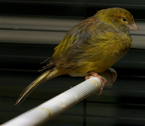 domestic canary facts  pets care temperament pictures singing