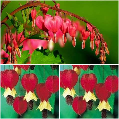 25 Red Yellow Dicentra Spectabilis Seeds Bleeding Heart Etsy