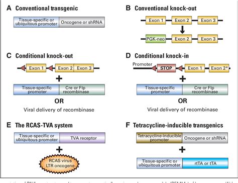 Figure 1 From How Genetically Engineered Mouse Tumor Models Provide