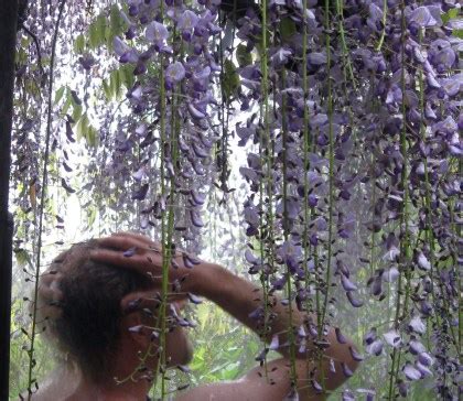drystonegarden wisteria