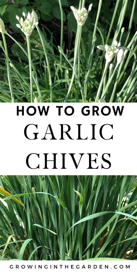 How To Grow Garlic Chives Tips For Growing Garlic Chives Artofit