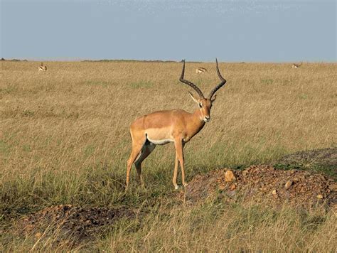 Which Country Offers the Best Safari Experience for First-Time