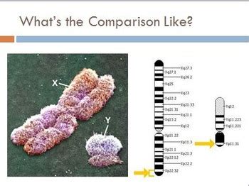 Year Biology Sex Linkage And Pedigrees By Aussie Teaching Resources