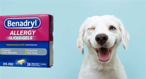 Can Dogs Have Liquid Gel Benadryl? Honest Answer