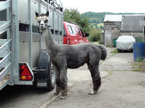 Adventures in Smallholding: Alpaca mating