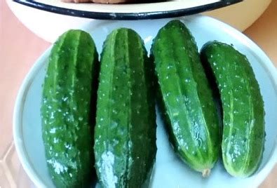 Огурец «Пучковое великолепие» — описание, фото и характеристики сорта