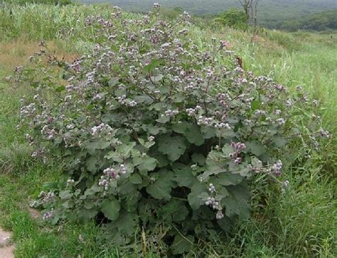 Лопух - лекарственное растение! - Сайт Природа