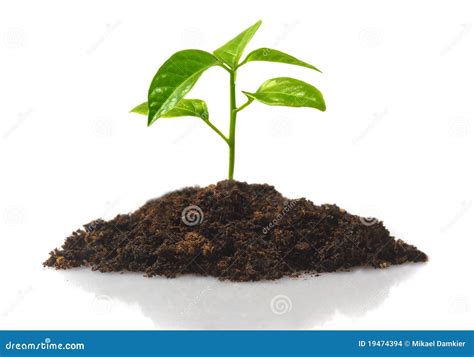 Small Plant Stock Photo Image Of Plant Ideas Leaf 19474394