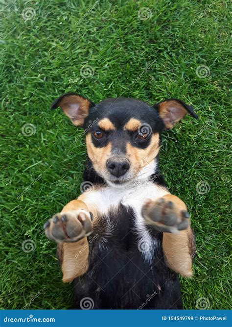 Young Dog Lies on His Back on the Green Grass. Funny Dog Stock Image