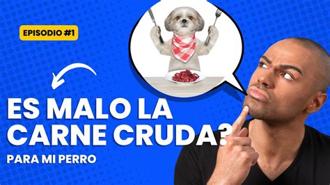 Que Tan Malo Es Darle Carne Cruda A Tu Perro Youtube