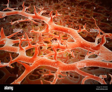 Tinea Pedis Microscope