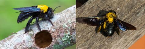 15 Types Of Bees Found In New Hampshire 2024 Bird Watching HQ