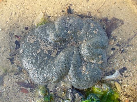 Naturescouter Naked Hermit Crab Nhc S Sentosa Guided Walk