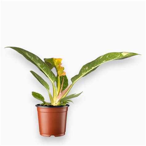 Филодендрон Ринг Оф Фаер ⌀6 ↑15 см | Интернет-магазин Plantor