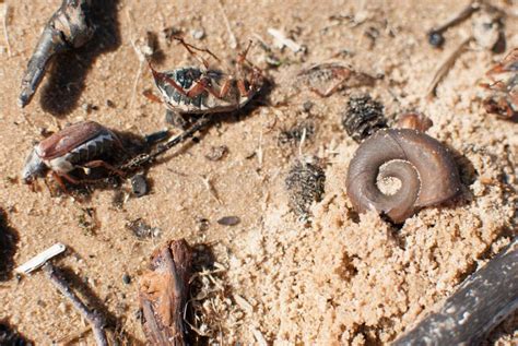 Bugs on the sand stock photo. Image of sandy, bugs, chafer - 58899470