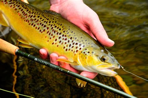 Trout Fishing Season Start Dates In Ireland Wildhunterie