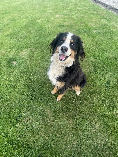 Bernese Mountain Dog in Enniskerry - Playful Pup - Dogs For Sale Ireland