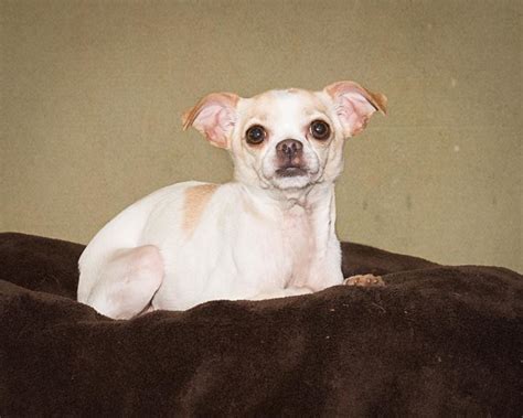 Feature Creature Bones An Adoptable Dog