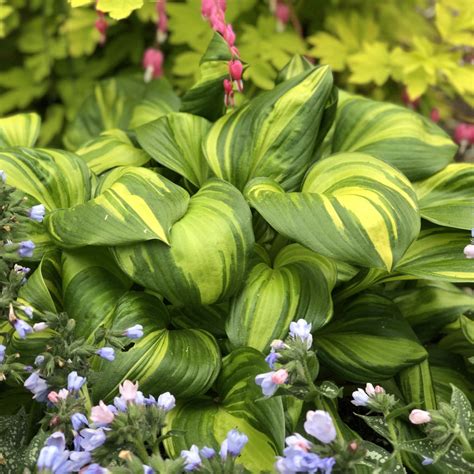 Hosta Rainbow's End - Order Online