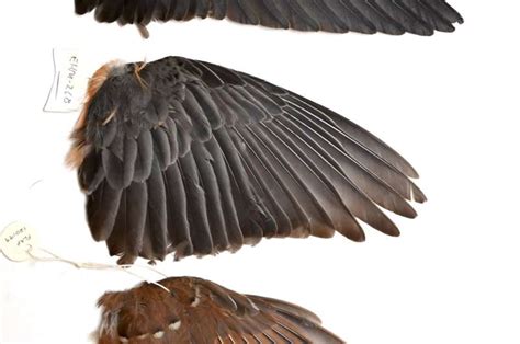 Wing Shape Determines How Far Birds Disperse