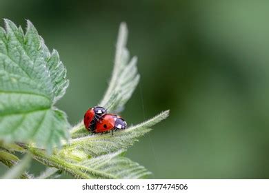 344 Ladybird Beatle Images Stock Photos 3D Objects Vectors