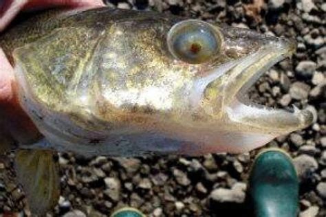 Deformed Fish Athabasca River