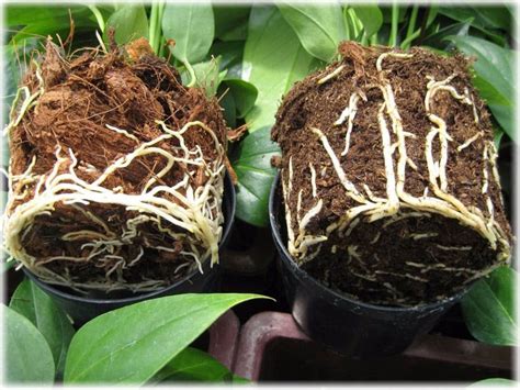 Аспидистра: уход в домашних условиях, фото, описание растения, выращивание