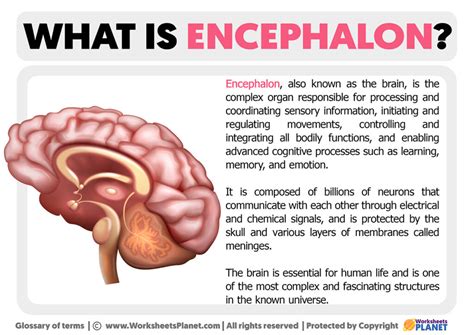 encephalon definition  encephalon