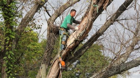 What Are The Environmental Considerations When Pruning Or Removing