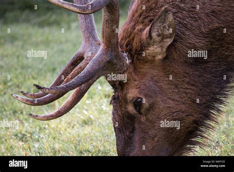 Bull Elk Mammoth Hot Springs Stock Photo Alamy