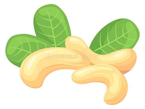 Cartoon Cashew Fruit Stock Illustrations 728 Cartoon Cashew Fruit