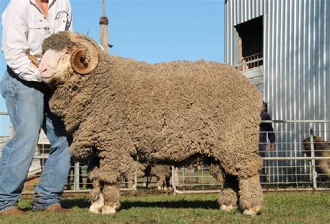 Merino Rams Sell To At Hamilton Online Sale Stock Land Vic